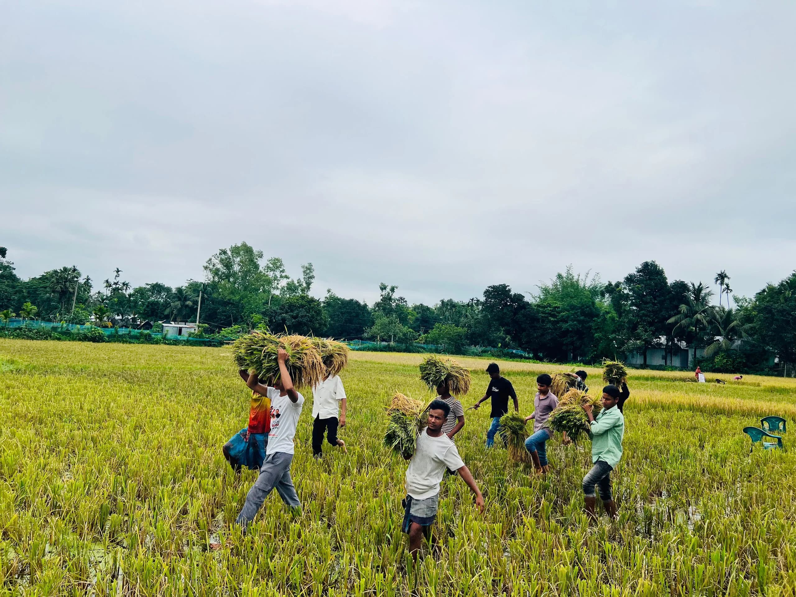 ফুলপুরে কৃষকের ধান কেটে দিল নিষিদ্ধ ছাত্রলীগ, সামাজিক মাধ্যমে আলোচনা