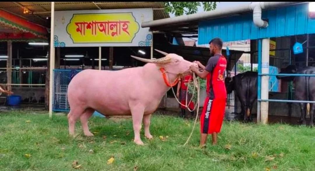 ঈদের আগে বিরল সাদা মহিষদের দিকে ভিড় জমছে
