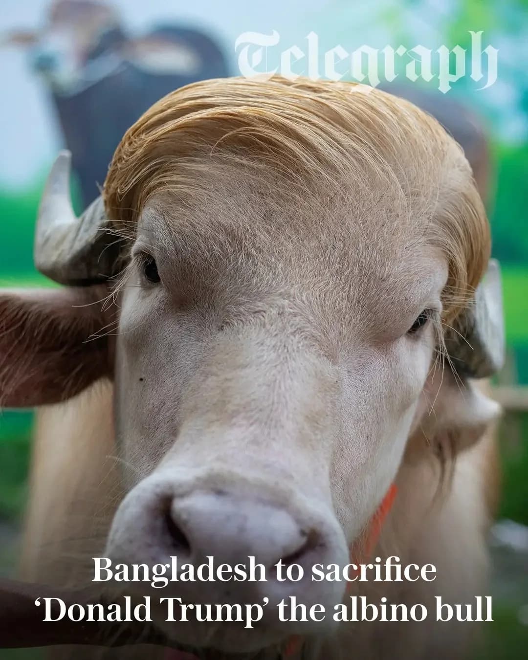 ঢাকার কাছে খামারে ‘ডোনাল্ড ট্রাম্প’ নামে ভাইরাল অ্যালবিনো মহিষ, কোরবানির খবরে নতুন আলোচনা